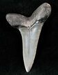 Fossil Mako Shark Tooth - SC #12623-1